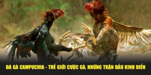 Đá Gà Campuchia SHBET - Thế Giới Cược Gà, Kinh Điển