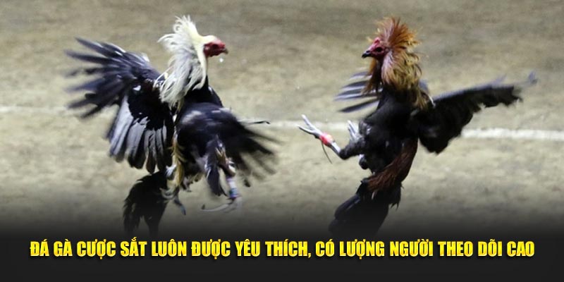 Đá gà cựa sắt luôn được yêu thích, có lượng người theo dõi cao