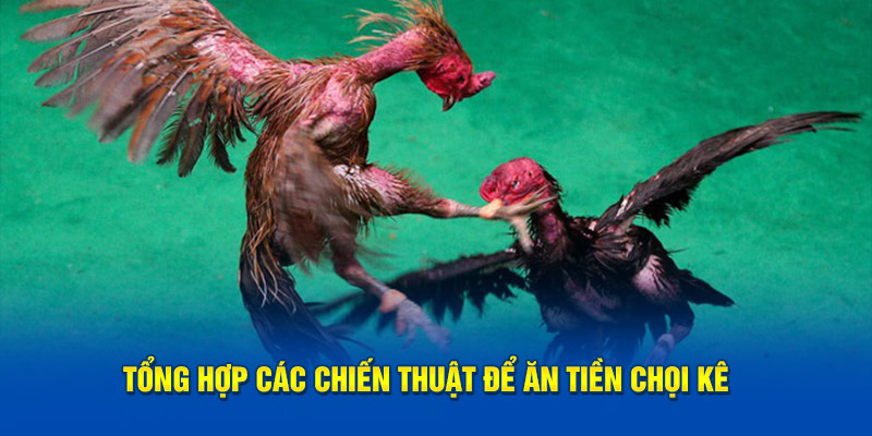 Tổng hợp các chiến thuật để ăn tiền chọi kê 