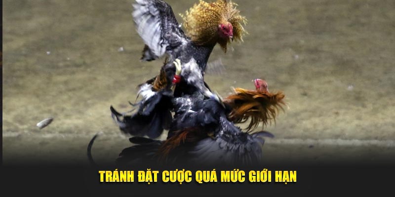 Tránh đặt tiền quá mức giới hạn trong đá gà Campuchia SHBET